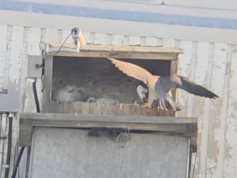Peregrine Mis incoming 25.06.27 (scope + phone)