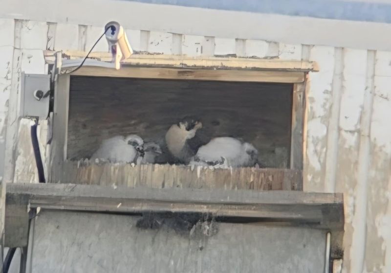 Peregrine Mis 3 chicks before banding (scope + phone)