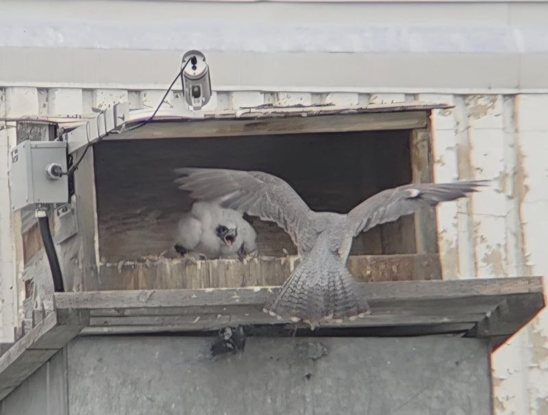 Peregrine Mis Mom prey to box 25.07.02(scope + phone)