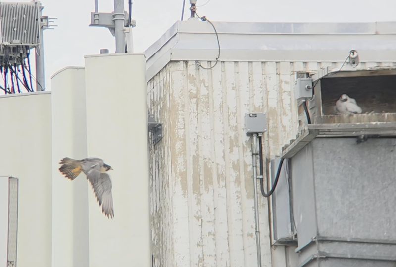 Peregrine Mis Mom fly by 25.07.02(scope + phone)