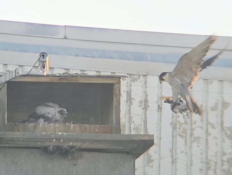 Peregrine Mis Mom prey to box 25.07.05(scope + phone)