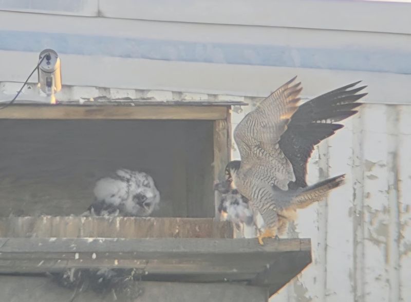 Peregrine Mis Mom prey to box 25.07.05(scope + phone)