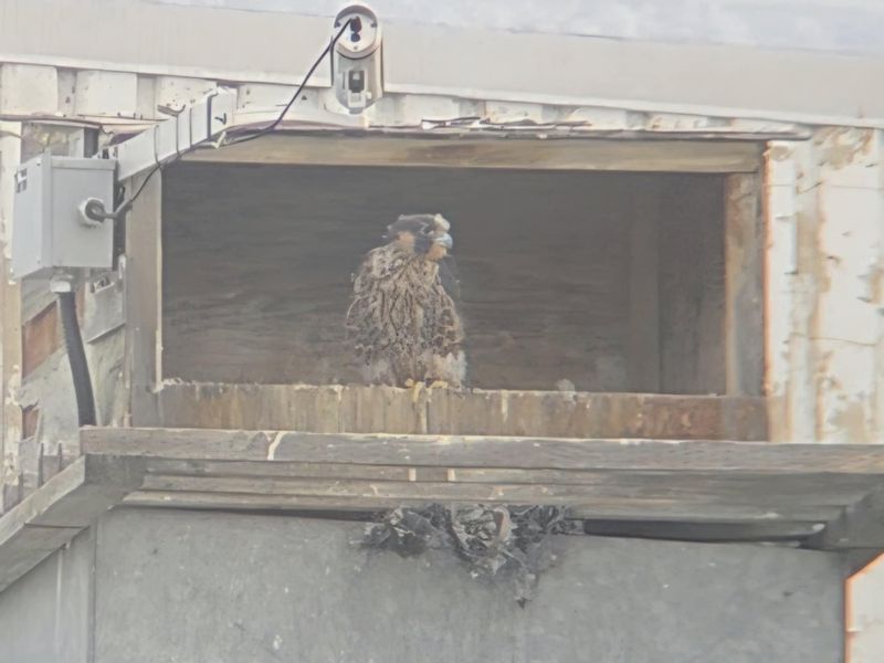 Peregrine Mis chick  25.07.12