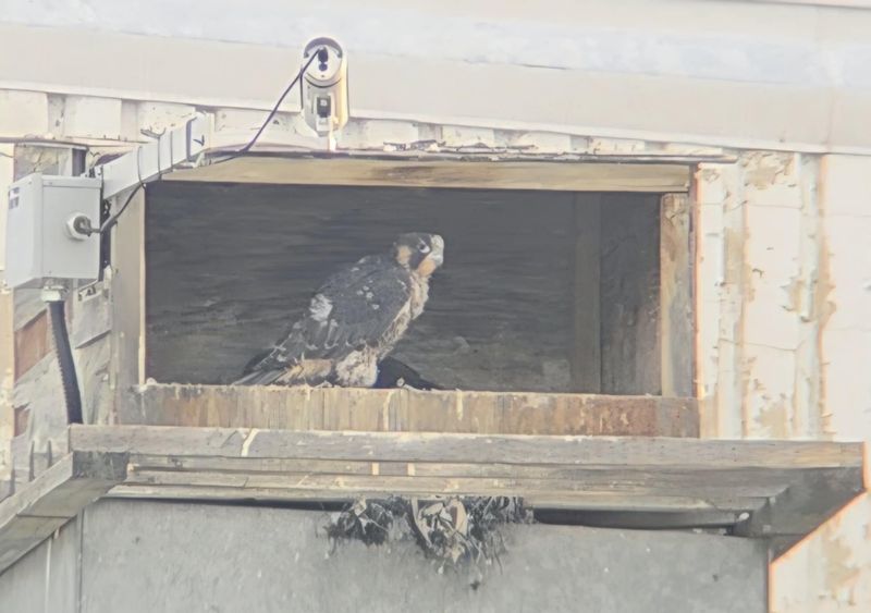 Peregrine Mis chick  25.07.12