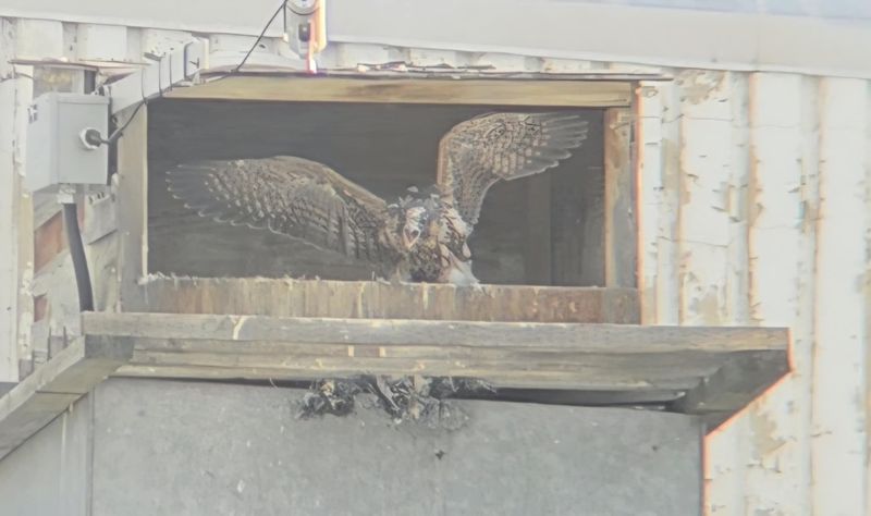 Peregrine Mis chick  25.07.12