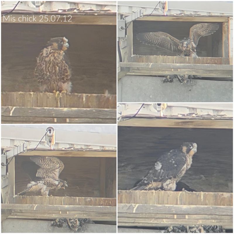 Peregrine Mis chick  25.07.12