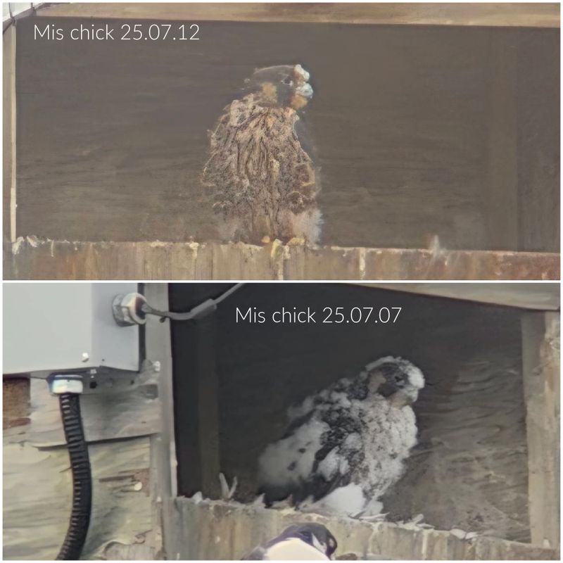 Peregrine Mis chick 5 days 25.07.12 