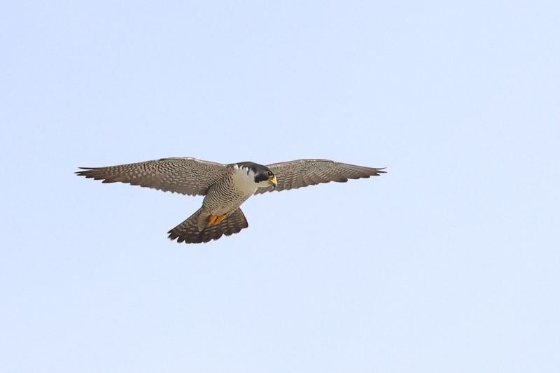 Peregrine Mis adult male 25.07.16