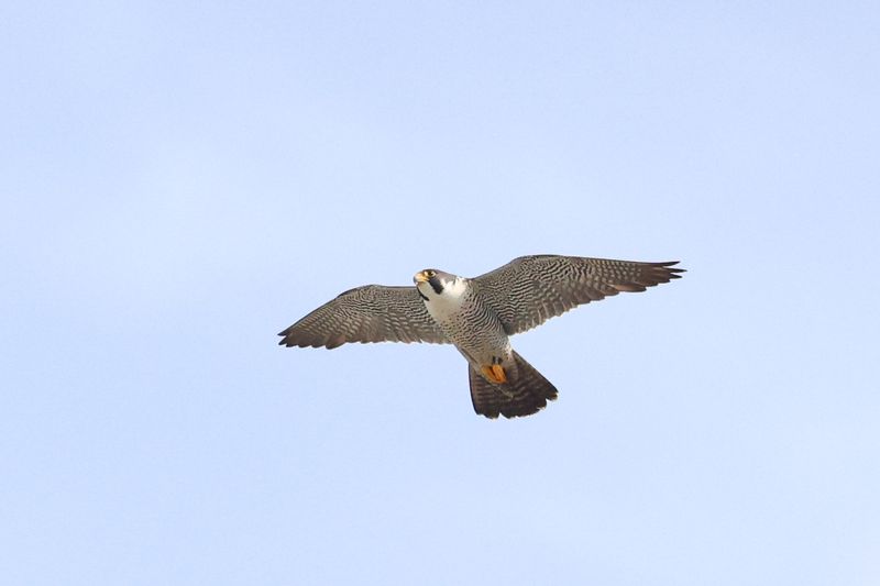 Peregrine Mis adult male 25.07.16