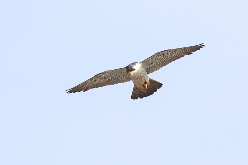 Peregrine Mis Adult male 25.07.16