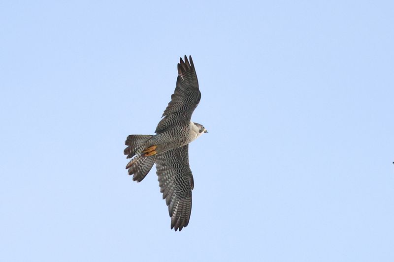 Peregrine Mis 25.07.16