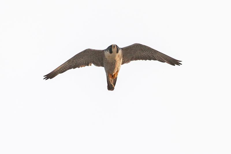 Peregrine Mis adult female 25.07.16