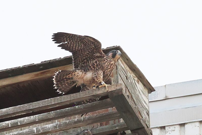Peregrine Mis 25.07.16