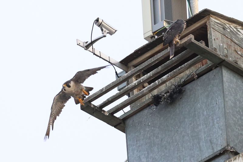Peregrine Mis 25.07.16