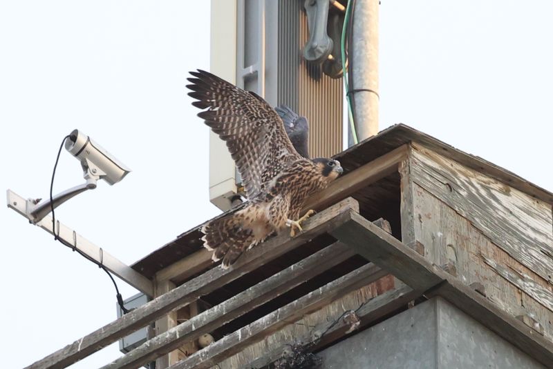 Peregrine Mis 25.07.16