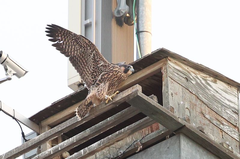 Peregrine Mis 25.07.16