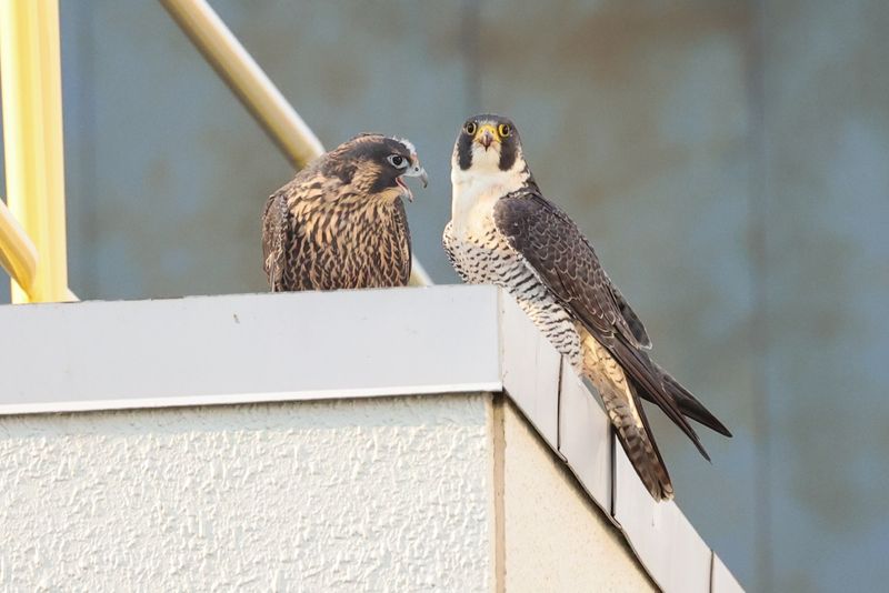 Peregrine Mis fledge D2 Garden cafe 25.07.17