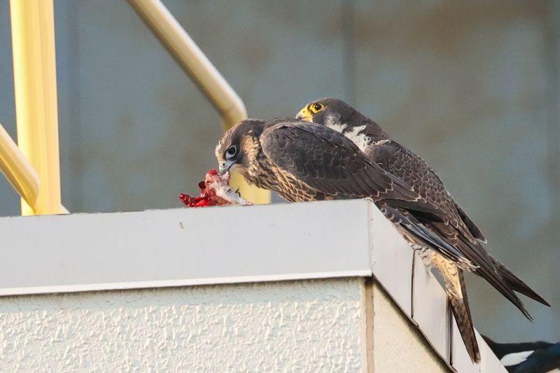Peregrine Mis fledge D2 Garden cafe 25.07.17