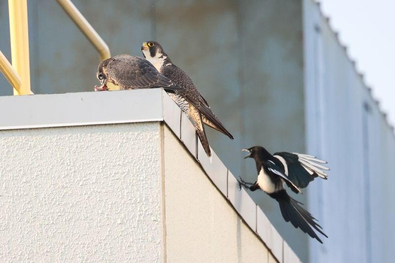 Peregrine Mis fledge D2 Garden cafe 25.07.17