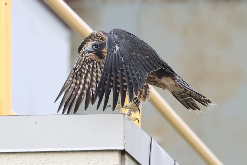 Peregrine Mis fledge D2 Garden cafe 25.07.17