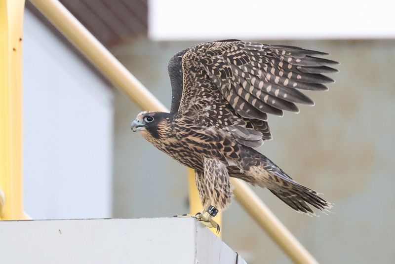 Falcons