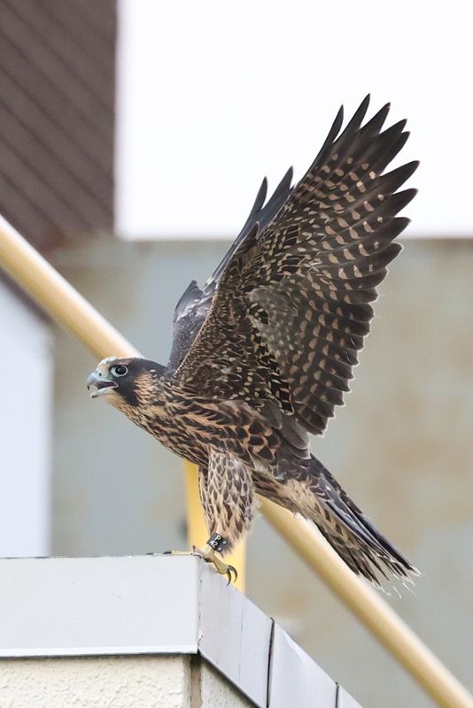 Peregrine Mis fledge D2 Garden cafe 25.07.17