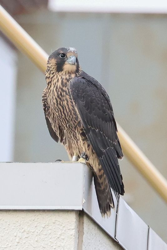 Peregrine Mis fledge D2 Garden cafe 25.07.17