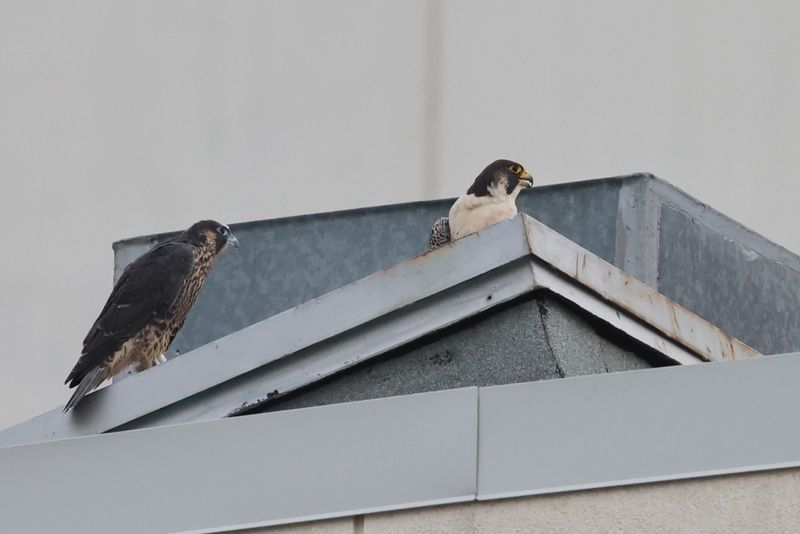 Peregrine Mis fledge Receiving with Mom 25.07.16