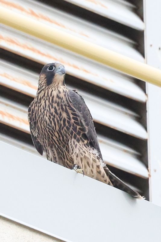 Peregrine Mis fledge 1st landing Receiving 25.07.16