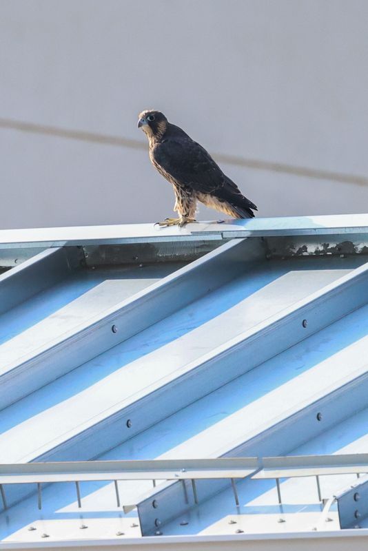 Peregrine Mis shed final launch pad 25.07.17