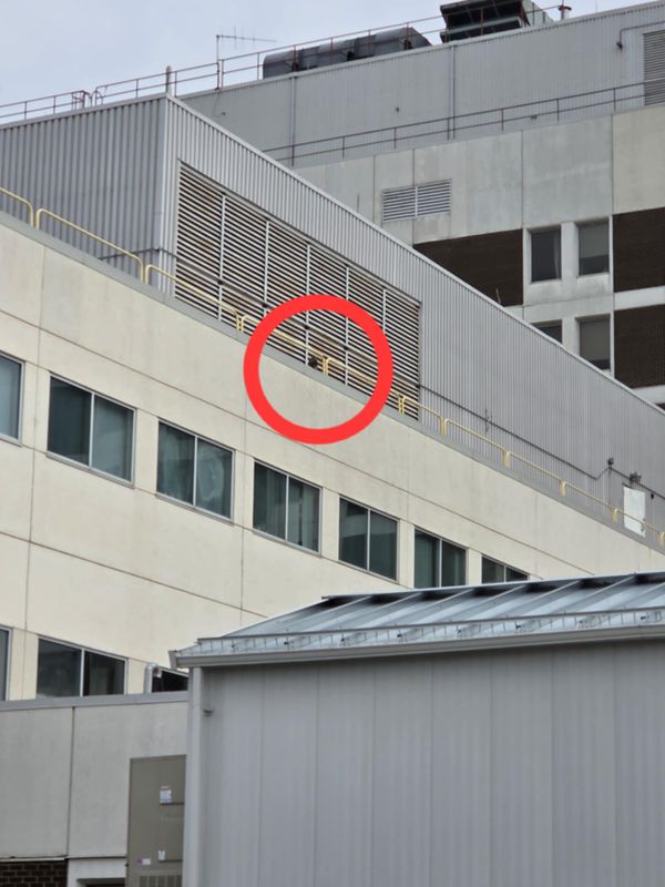 Peregrine Mis fledge 1st landing Receiving 25.07.16