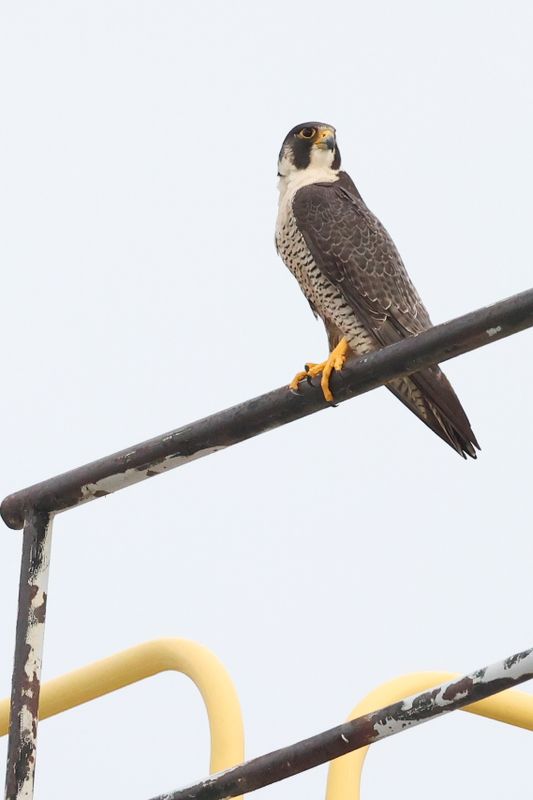 Peregrine Mis adult female 25.07.16-2.jpg