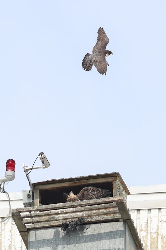 Peregrine Mis adult female with fledgling in box 25.07.16