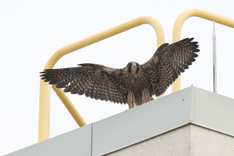 Peregrine Mis fledgling 25.07.16-2.jpg