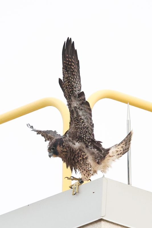 Peregrine Mis fledgling 25.07.16-3.jpg