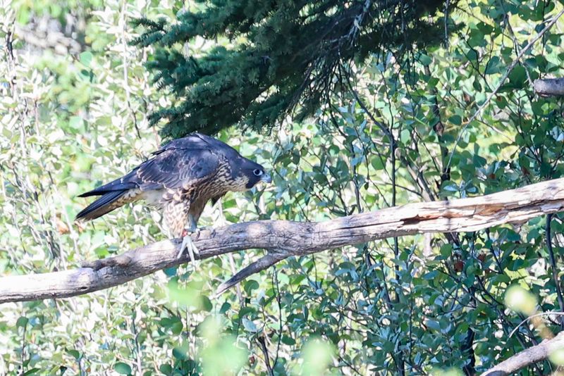 Peregrine Pembina fledglings red band 1st in 25.07.30