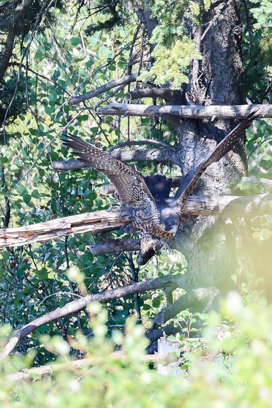 Peregrine Pembina fledglings 25.07.30-3.jpg