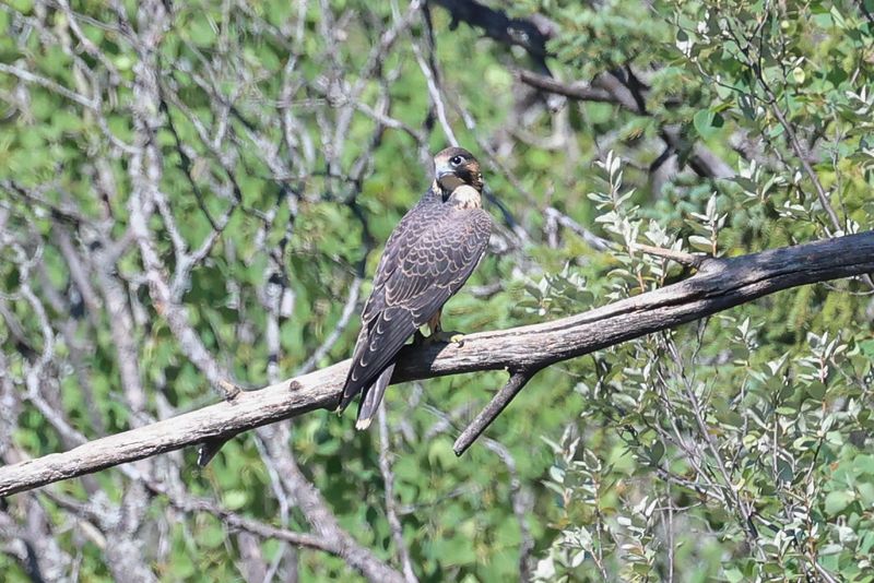 Peregrine Pembina fledglings 25.07.30-7.jpg
