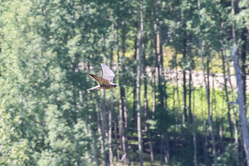 Peregrine Pembina fledglings 25.07.30-8.jpg
