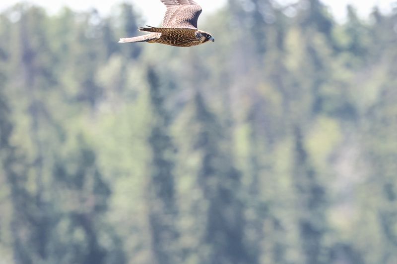 Peregrine Pembina fledglings 25.07.30-10.jpg