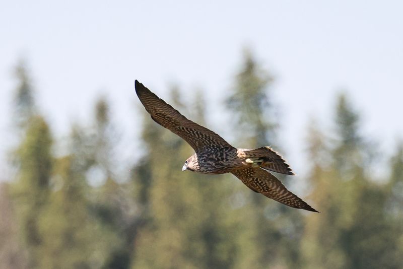 Peregrine Pembina fledglings  P37?25.07.30