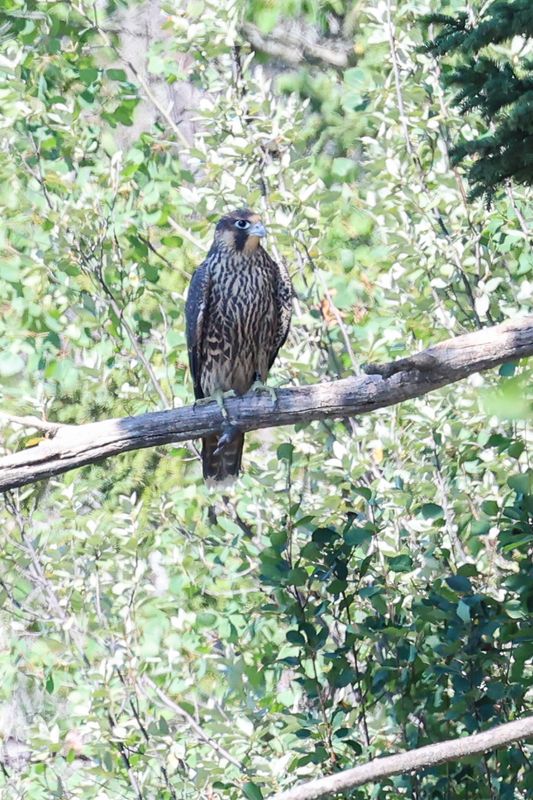 Peregrine Pembina fledglings 25.07.30-12.jpg
