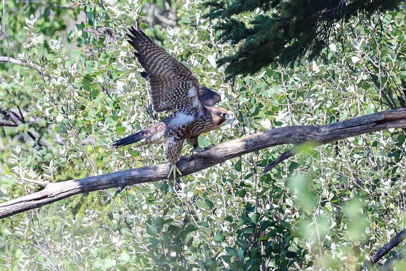 Peregrine Pembina fledglings 25.07.30-14.jpg