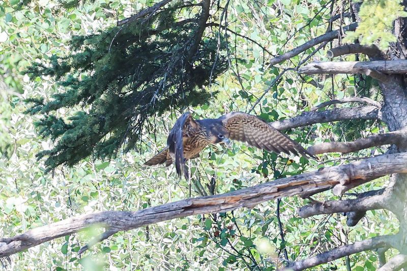 Peregrine Pembina fledglings P23? 25.07.30-15