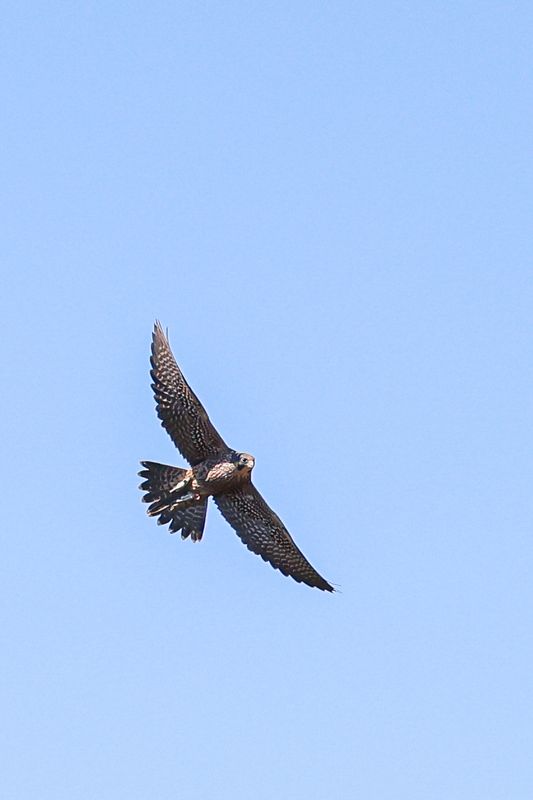 Peregrine Pembina fledglings 25.07.30-16.jpg