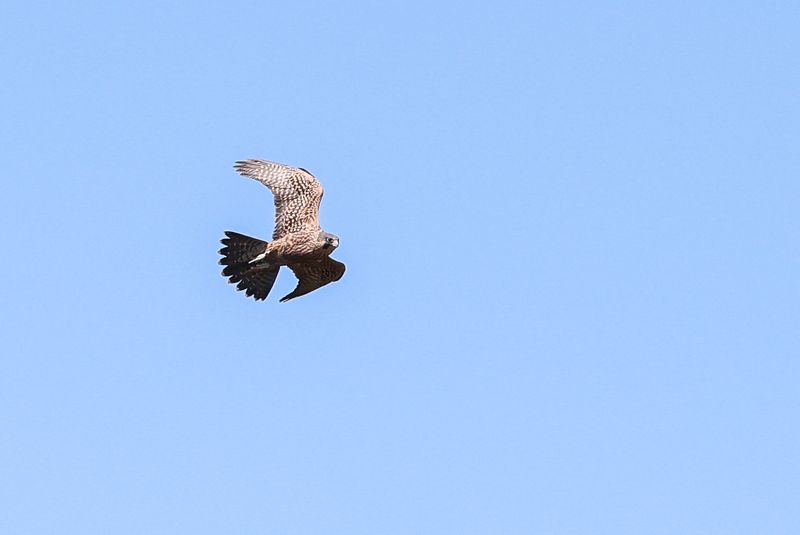 Peregrine Pembina fledglings 25.07.30-17.jpg