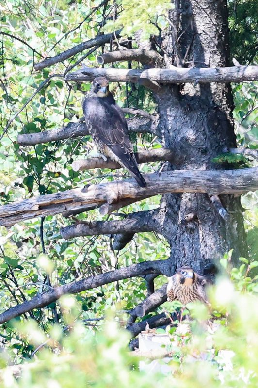 Peregrine Pembrina fledgling waiting turn P37?  25.07.30-18