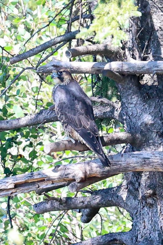 folder_2025_pembina_fledglings