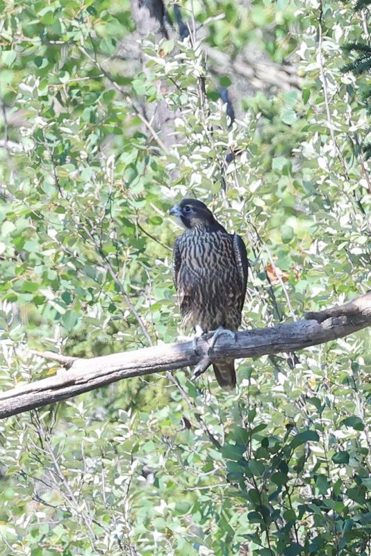 Peregrine Pembina fledglings 25.07.30-21.jpg