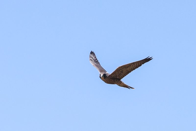 Peregrine Pembina fledglings 25.07.30-23.jpg